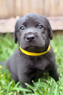 Babu x Coco - Feb Litter 2026