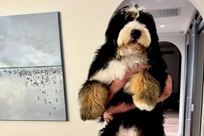 B x Missy - Miss America - August Litter 2026