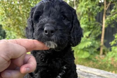 Louie x Junior - Aug Litter 2026