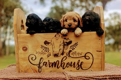 Apple-Jack 3.2kg x Quincey-Rae  - October Litter 2026