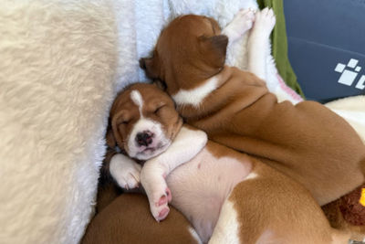 Chiku x Mbaku August 2026 Litter 