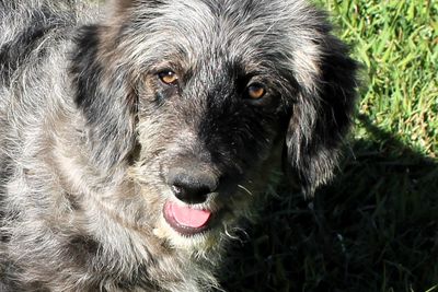 Apr Litter 2026