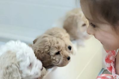 Par Annette Louis XVII x Par Annette Macey - September Litter 2026
