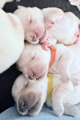 Joe x Tilly - Apr Litter 2026