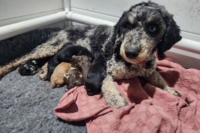Ricky x Lucy - May Litter 2025