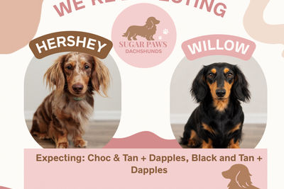 Hershey  x Willow  - Aug Litter 2026