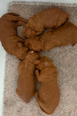 franko x dolly - Aug Litter 2026
