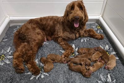 Ernie x Maggie  - Aug Litter 2026