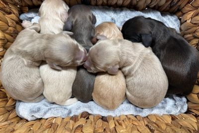 Bentley  x Maddie  - May Litter 2026