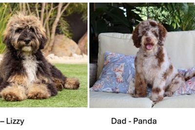 La Maison Panda x Cider Fields Lizzy - September Litter 2026