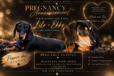 Ekko x Lilos - Aug Litter 2026