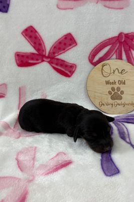Harvey x Daisy - June Litter 2026