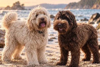 Amity's Gold (Grizzly) x Rustys Butternut (Cocoa)