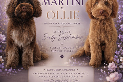 Martini x Ollie 
