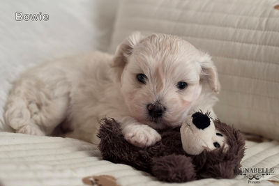 Winston (Purebred Maltese) x Fennabelle 'Baby Fi' (Purebred Red Tiny Toy Poodle) - Aug Litter 2026