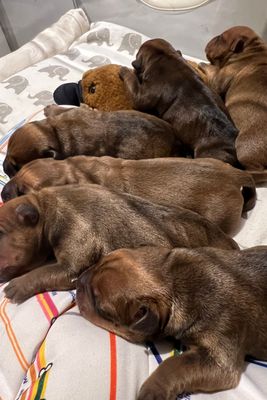 Smithee x Walker - Aug Litter 2026