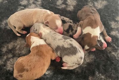 Jun Litter 2026