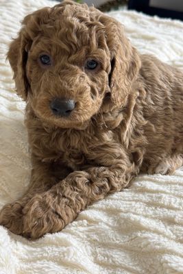 Archie x Ivy - Jul Litter 2026