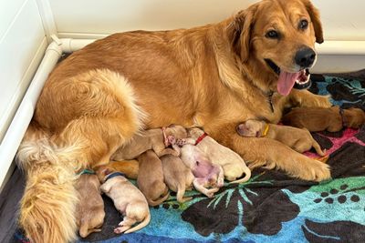 Lucy x Toby  - September 2026 Litter