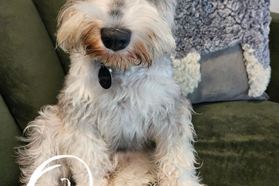 Golden Rays – 👸🏼Queenie & Mr Leonardo🧸 Every sunray sparkles… every puppy shines ✨💗