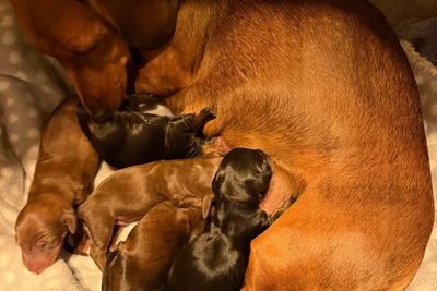 Dash x Fudge - Apr Litter 2026