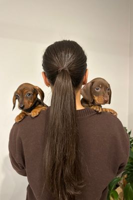 Dash x Fudge - Apr Litter 2026