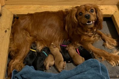 Bentley x Ruby  - Apr Litter 2026
