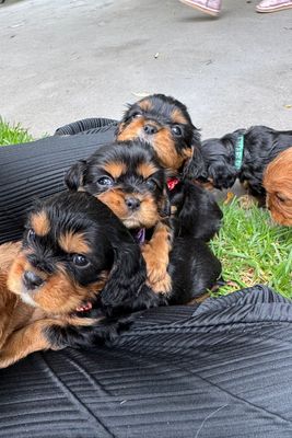 Bentley x Ruby  - Apr Litter 2026