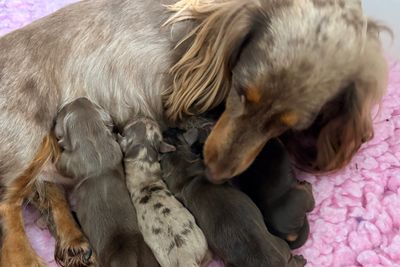 Hank ANKC registered  long hair  x Noodles - Aug Litter 2026