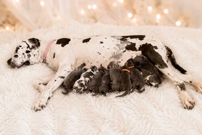Saphiredanes Atlas  x Ilara  - Aug Litter 2026