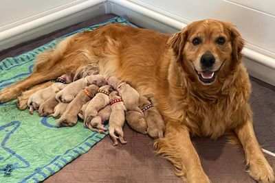 Daisy x Fletcher - September 2026 Litter