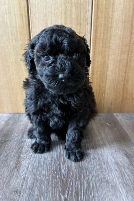 Pure Breed Toy Poodle Pups