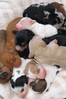 Teddy x Queenie - Aug Litter 2026