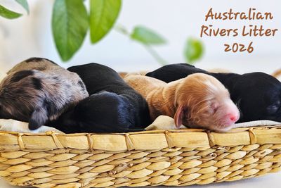 Amber/Buddy Australian Rivers 2026