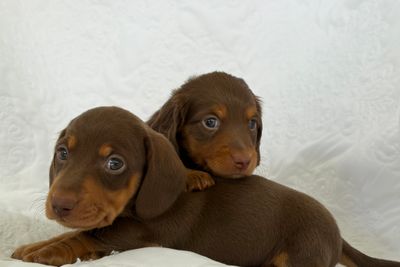 Boss x aria - Jul Litter 2026