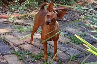 Gilli Litter- January 2027