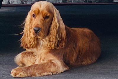 Whiskey x Elsie - December Litter 2026