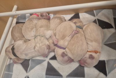 Zeus x Sadie - September Litter 2026