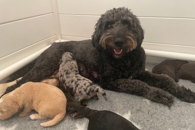 Rafi and Bear's medium size sheepagroodles