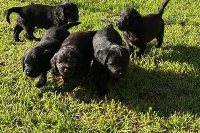 Apr Litter 2026