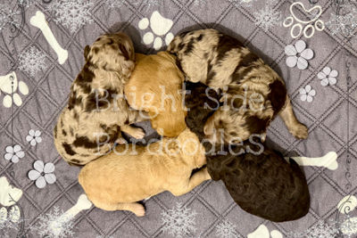 Winter litter