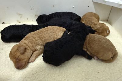 Winston  x Louise - Aug Litter 2026