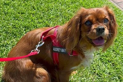 Audrey May X Diego  - September Litter 2026