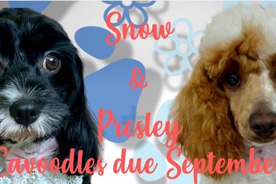 Remington x Snow - Sep Litter 2026