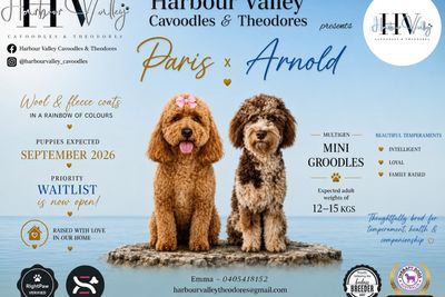Arnold x Paris - August Litter 2026