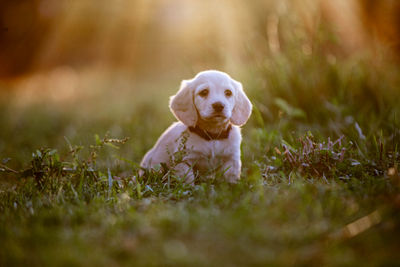 Tuxe  x Daphne  - November Litter 2026