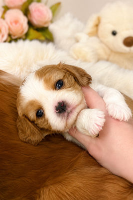 Leo x Ava - July Litter 2026