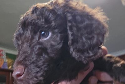 Moodles Poodles Great Southern Puppies Jun Litter 2026
