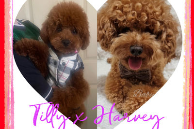 Tilly x Harvey - August Litter 2026