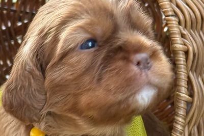 Presley  x Maggie  - May Litter 2026